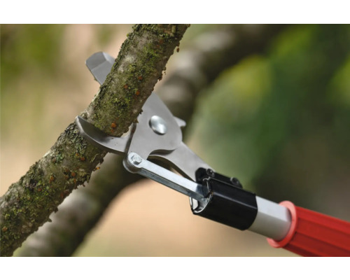 Astschere schneidet einen Ast
