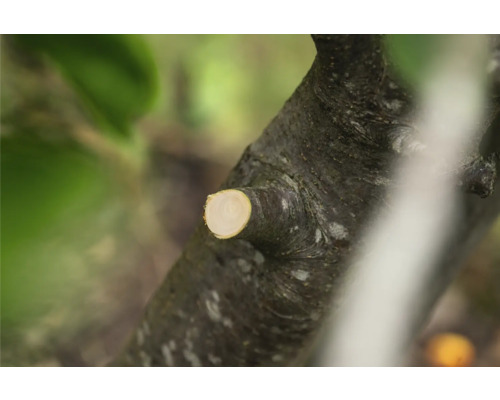 Baumstamm mit abgeschnittenem Ast im Nahbereich