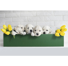 Vier Golden Retriever Welpen in einer grünen Box mit gelben Tulpen