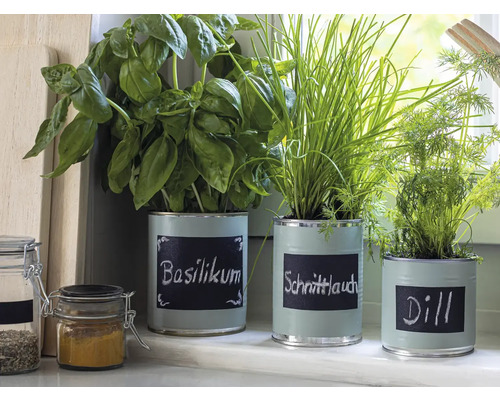 Basilikum, Schnittlauch und Dill in bemalten Dosen als Kräutergarten