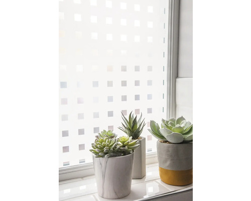 Fenster mit Sichtschutzfolie und dekorativen Sukkulenten in Töpfen.