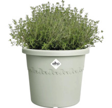 Thymian im Topf mit Elho Logo