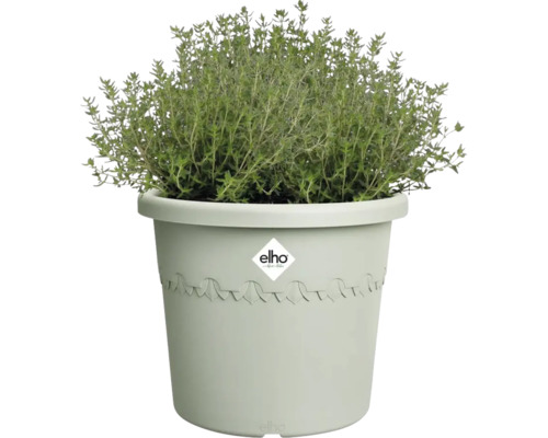 Thymian im Topf mit Elho Logo