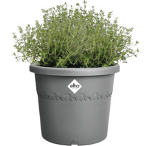 Thymian in einem grauen Pflanztopf mit Elho Logo