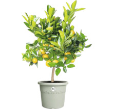 Mandarinenbaum im Topf