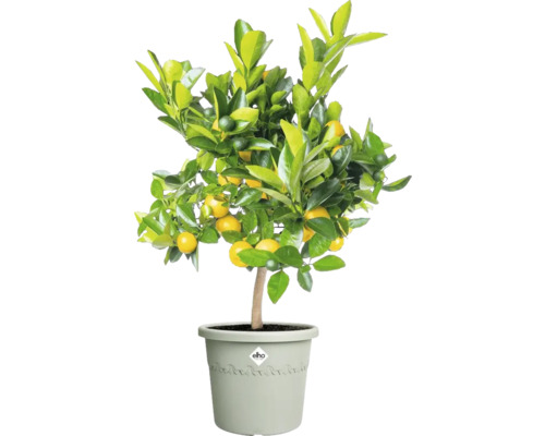 Mandarinenbaum im Topf