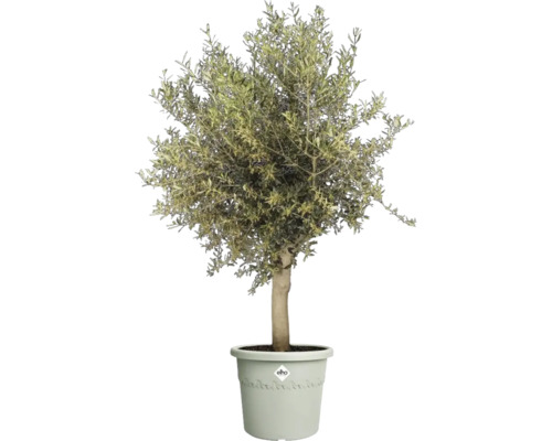 Olivenbaum im Topf