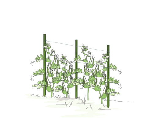 Illustration von Erbsenpflanzen, die an einem Spalier wachsen