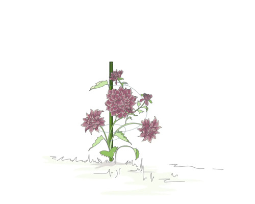 Illustration einer Dahlie, die an einem Pflanzenstab befestigt ist