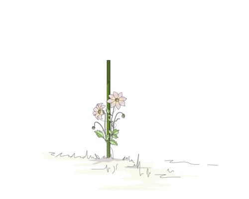 Illustration einer blühenden Pflanze, die an einem Bambusstab wächst