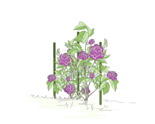 Illustration einer Pfingstrose mit Pflanzenstütze