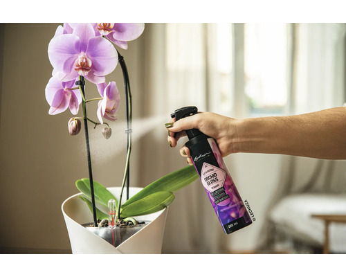 Eine Person sprüht mit einem Orchideen Glanz Pflegespray eine Orchidee ein.