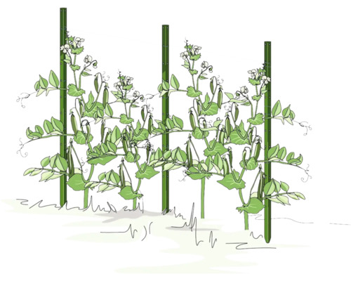 Illustration einer Erbsenpflanze, die an einem Rankgitter wächst