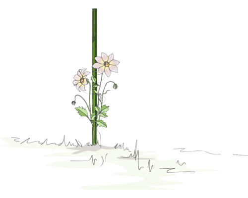 Illustration einer Rankhilfe mit blühenden Pflanzen