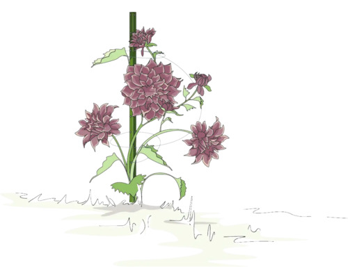 Illustration einer Dahlie, die an einem Bambusstab wächst