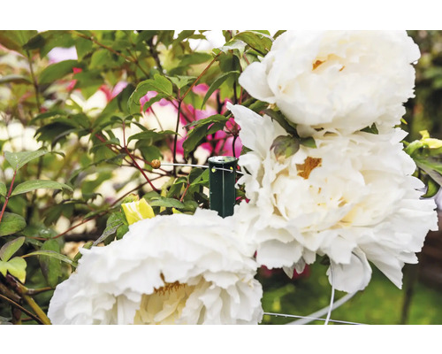 Weiße Pfingstrosen in Nahaufnahme