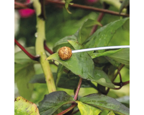 Düngerkugel auf einem Blatt