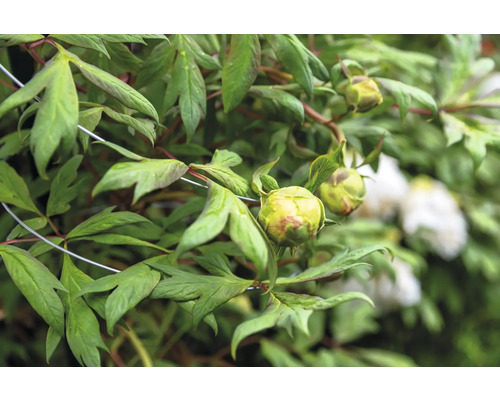 Pfingstrosen-Blütenknospen und grüne Blätter im Garten