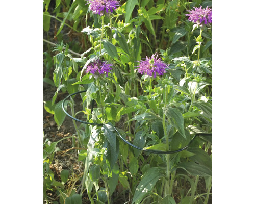 Blumenstützring aus Metall im Einsatz im Gartenbeet