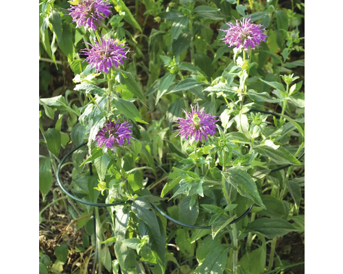 Purpurfarbene Monarda-Blüten mit grüner Pflanzenstütze im Garten