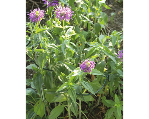 Bienenweide mit lila Blüten und grünen Blättern