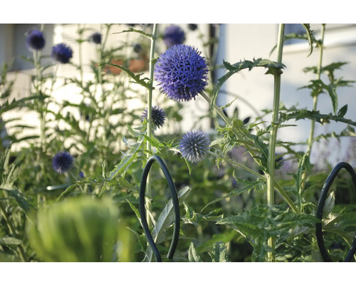 Nahaufnahme von Kugeldisteln im Garten.