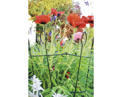 Blumenbeet mit Mohnblumen und Pflanzenstütze aus Metall