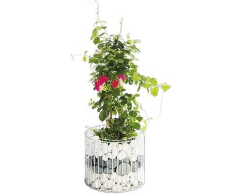Dipladenia Pflanze in einem Pflanzgefäß mit Steinen