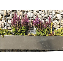 Gabionenwand mit bepflanztem Metalleinsatz und Lavendelblüten