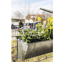 Bewässerung einer Zink-Blumenkasten-Hängevorrichtung mit Frühblühern an einem Zaun