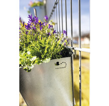 Metall-Blumenkasten zur Anbringung an einem Zaun mit blühenden Glockenblumen