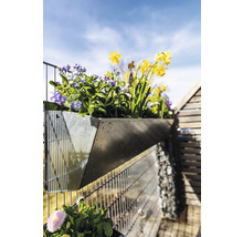 Blumenkasten mit Frühlingsblumen am Zaun befestigt