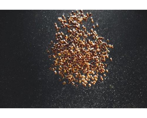 Nahaufnahme von Saatgut vor dunklem Hintergrund