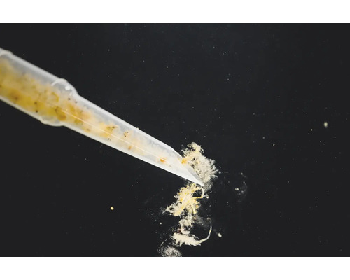 Pipette gibt Flüssigkeit mit Partikeln ab