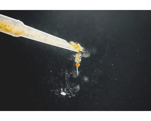 Artemia-Nauplien werden mit einer Pipette gefüttert