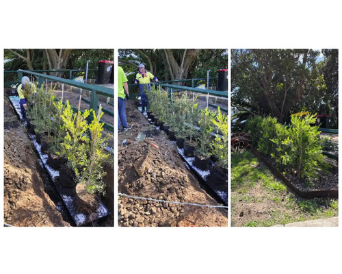 Anpflanzung von Topfpflanzen in einem Gartenbeet durch Gärtner.
