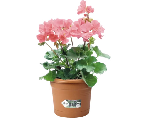 Geranie mit rosa Blüten im Pflanztopf