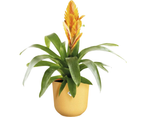 Gelbe Bromelie in Topf