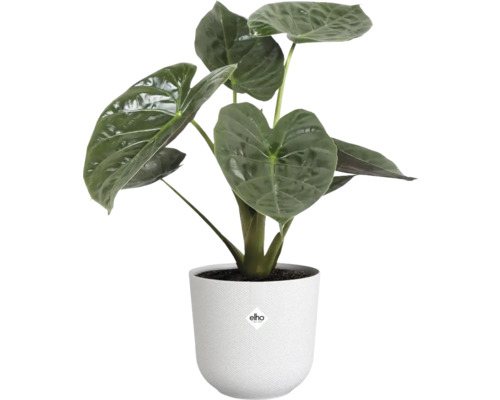 Alocasia Zimmerpflanze in einem weißen Topf