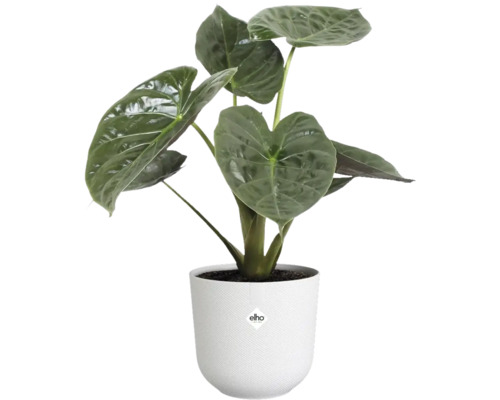 Alokasie Zimmerpflanze in einem weißen Blumentopf
