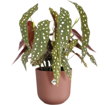 Pflanztopf Elho Jazz Kunststoff 16,5 x 16,5 x 15,3 cm rot