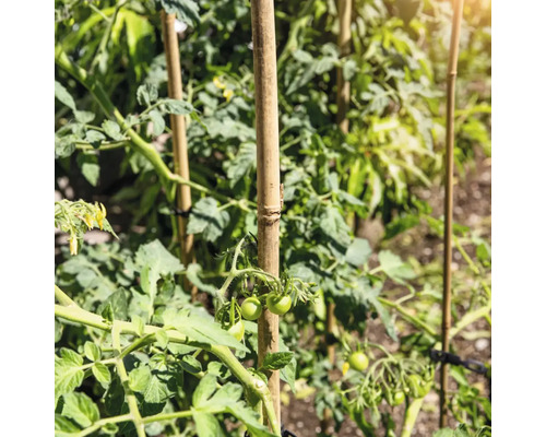 Tomatenpflanzen wachsen an Bambusstäben im Garten.