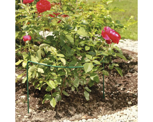 Rosenstrauch mit Pflanzenstütze im Gartenbeet