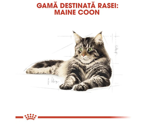 Maine Coon Katze Illustration