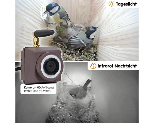 Vogelhaus-Kamera mit Tageslicht- und Infrarot-Nachtsicht-Funktion