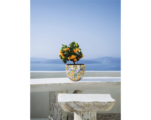 Zitruspflanze im Topf auf einem Tisch im Freien