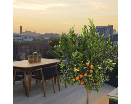 Orangebaum auf einer Terrasse mit Tisch und Stühlen