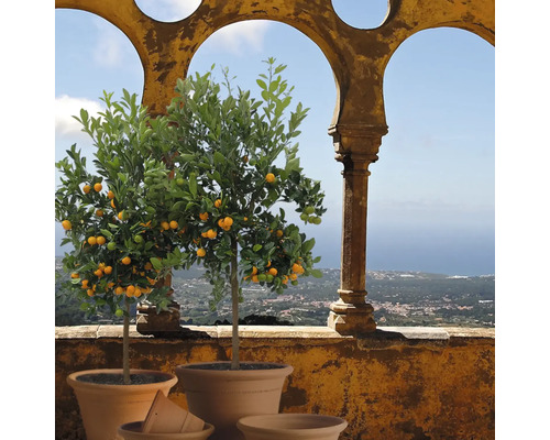 Zwei Kumquatbäume in Tontöpfen vor Landschaft