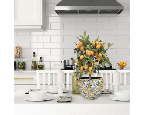 Küchenszene mit Kumquat-Baum im Topf auf einem Tisch