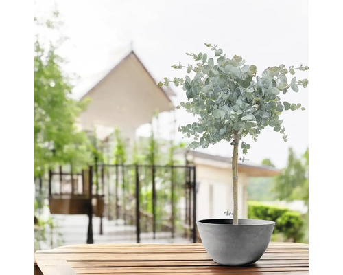Eukalyptusbaum in einem Topf auf einem Holztisch im Freien.